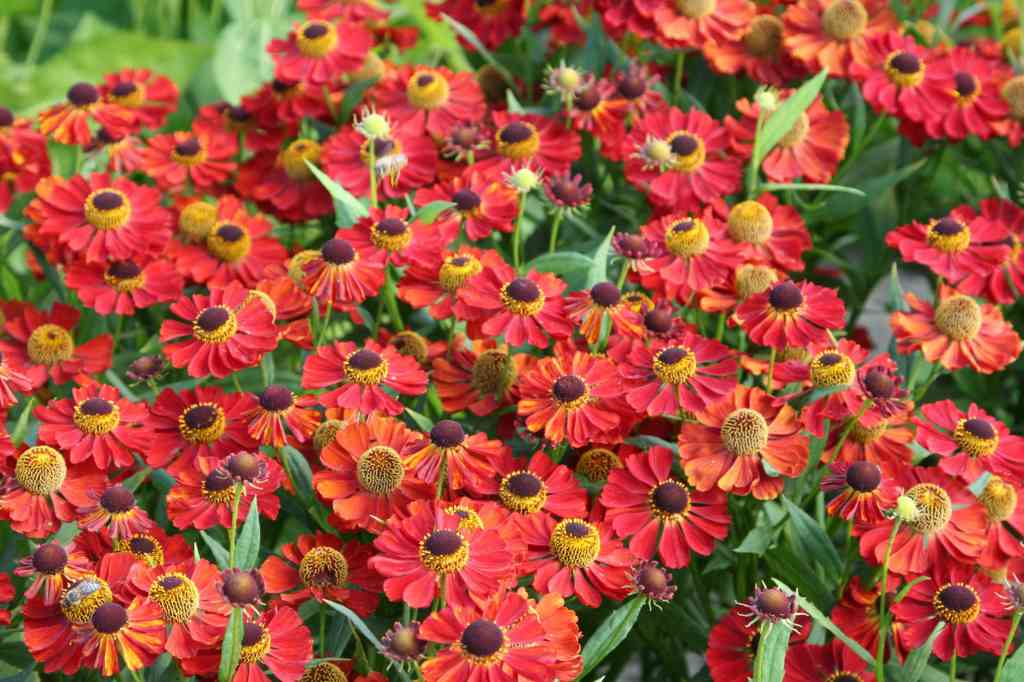 Helenium hybridum ´Rubinzwerg´