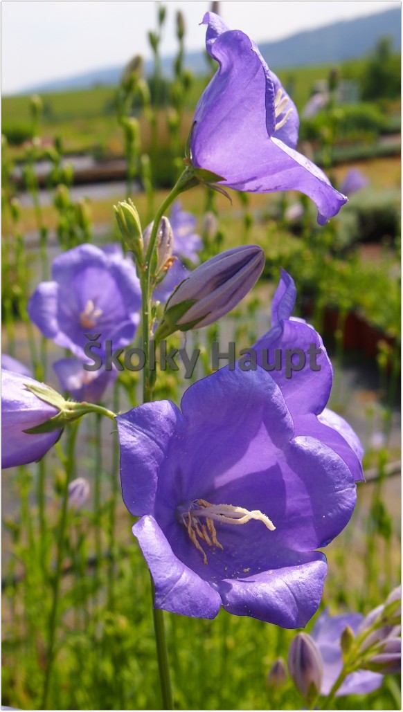 Campanula persicifolia
