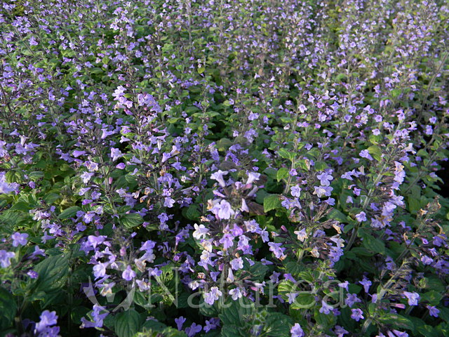Calamintha nepeta ´Marvelette Blue´