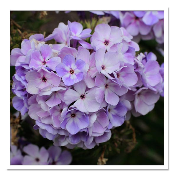 Phlox paniculata ´Flame Blue´