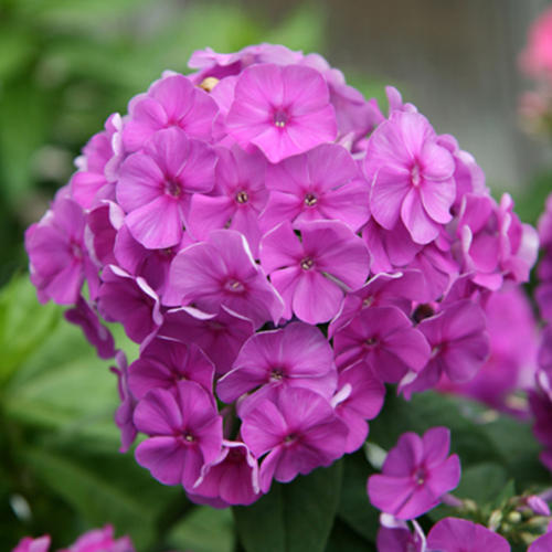 Phlox paniculata ´Flame Purple´