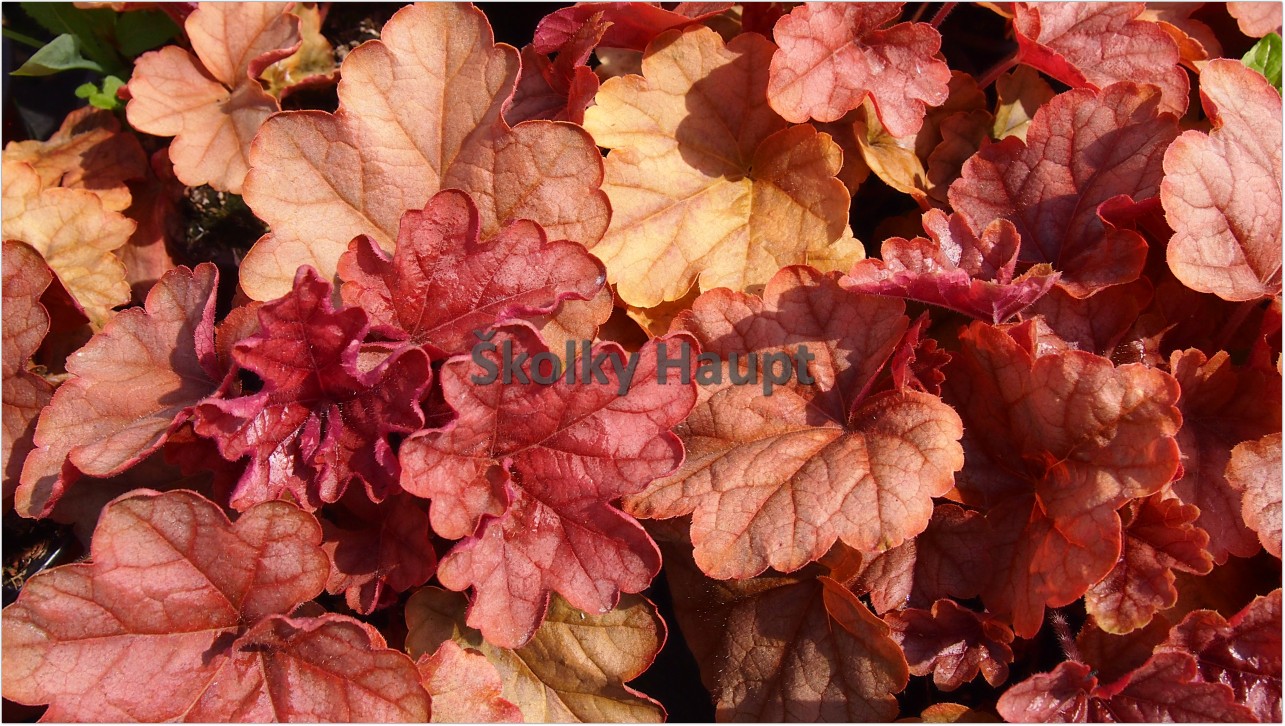 Heucherella ´Copper Cascade´