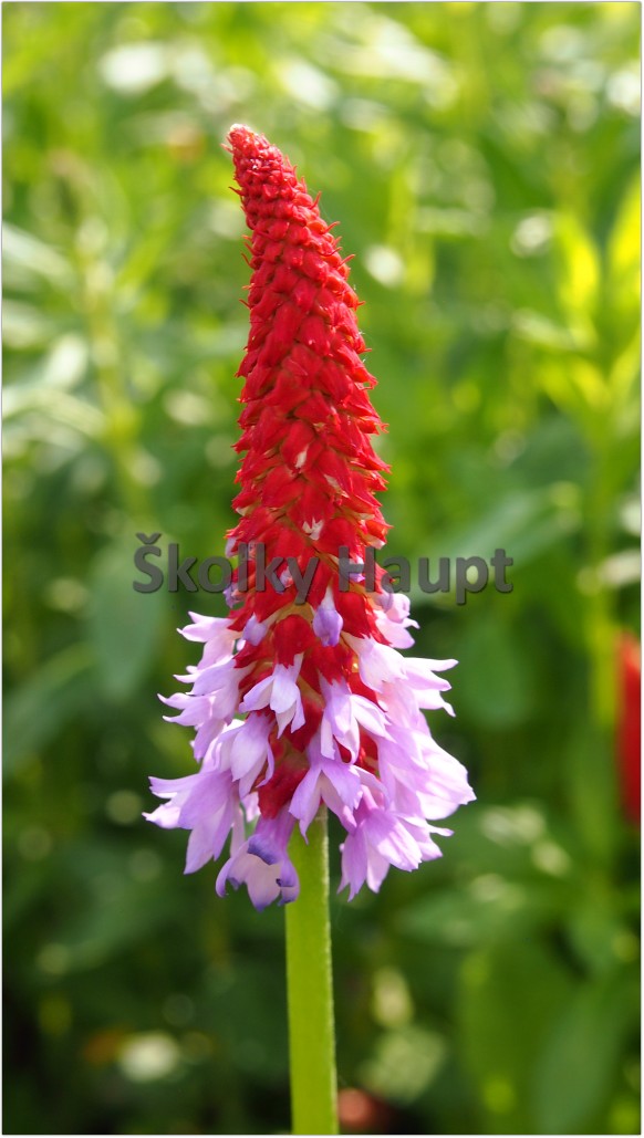 Primula vialii ´Red and Rose´