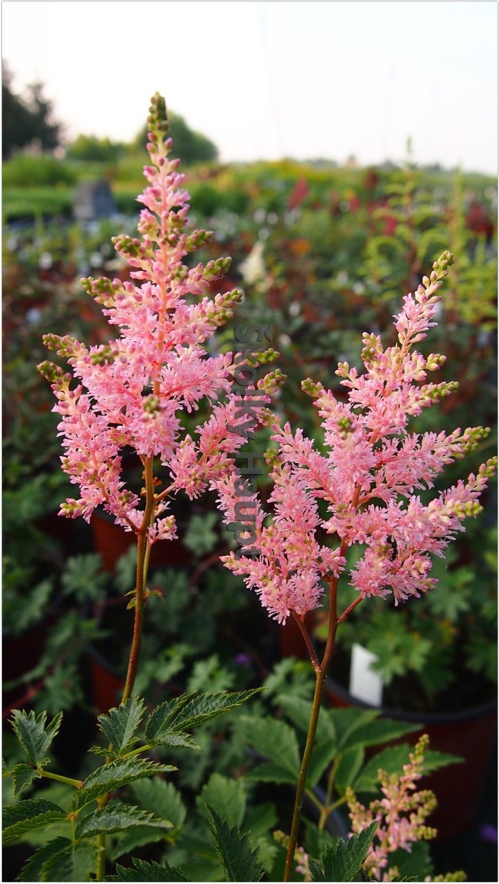 Astilbe japonica ´Europa´