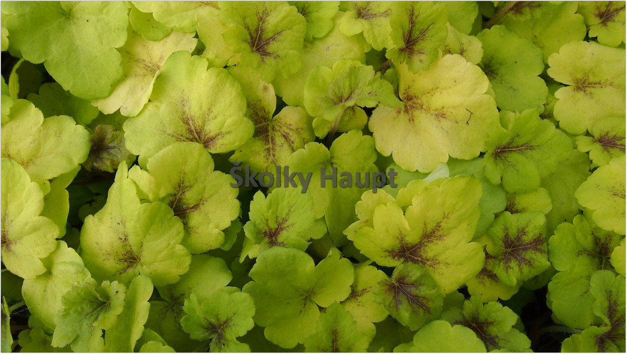 Heucherella ´Golden Zebra´
