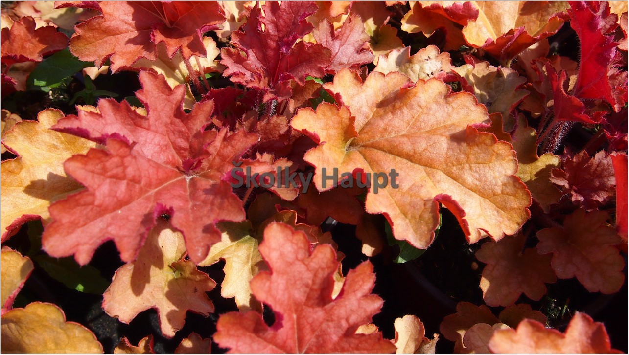 Heuchera ´Midas Touch´