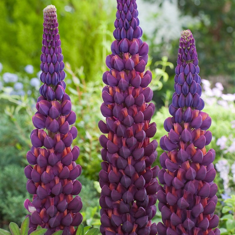 Lupinus ´Masterpiece´