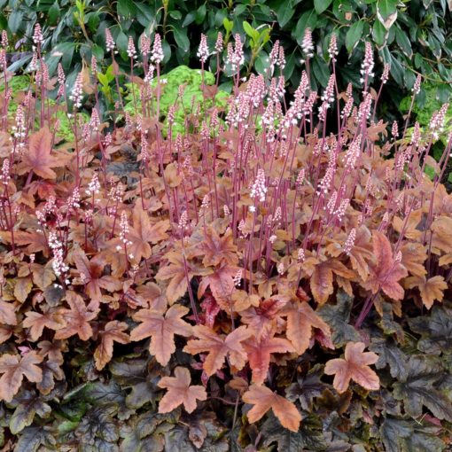 Heucherella ´Brass Lantern´