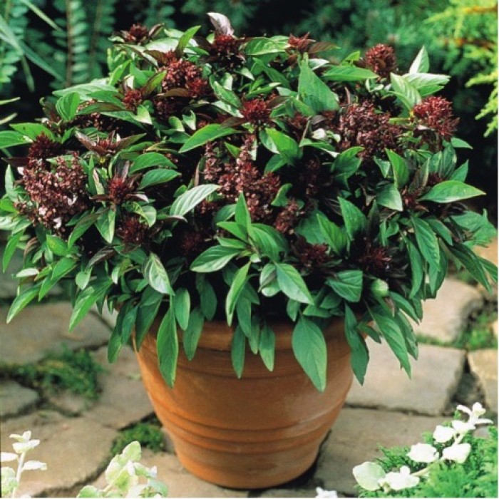 Ocimum basilicum ´Siam Queen´