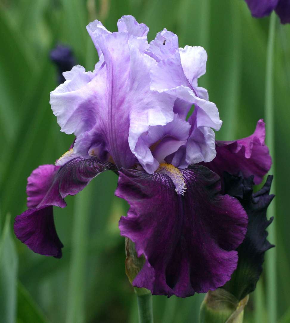 Iris ´Bluebird Wine´