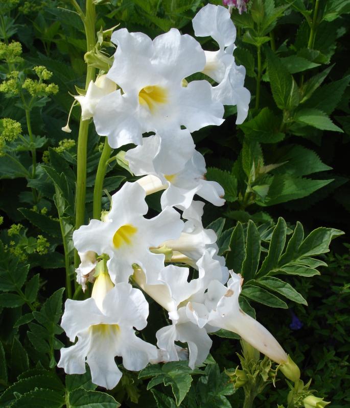 Incarvillea delavayi ´Snow Top´