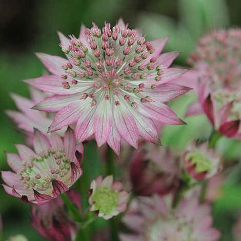 Astrantia major ´April Love´