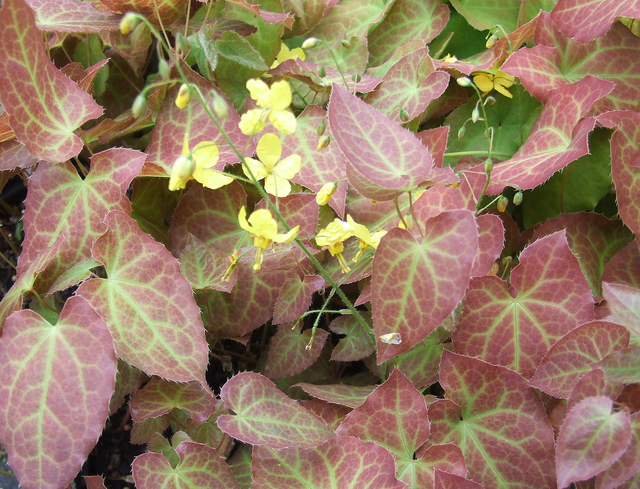 Epimedium perralchicum ´Frohnleiten´