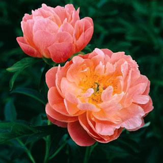 Paeonia chinensis ´Pink Hawaiian Coral´