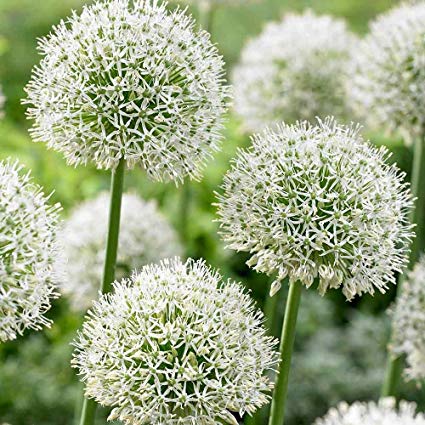 Allium ´Mont Blanc´