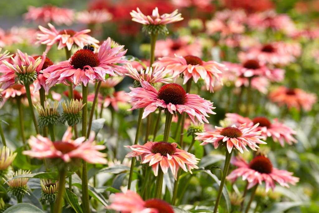 Echinacea purpurea ´Flamingo®´