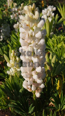 Lupinus polyphyllus ´Gallery White´