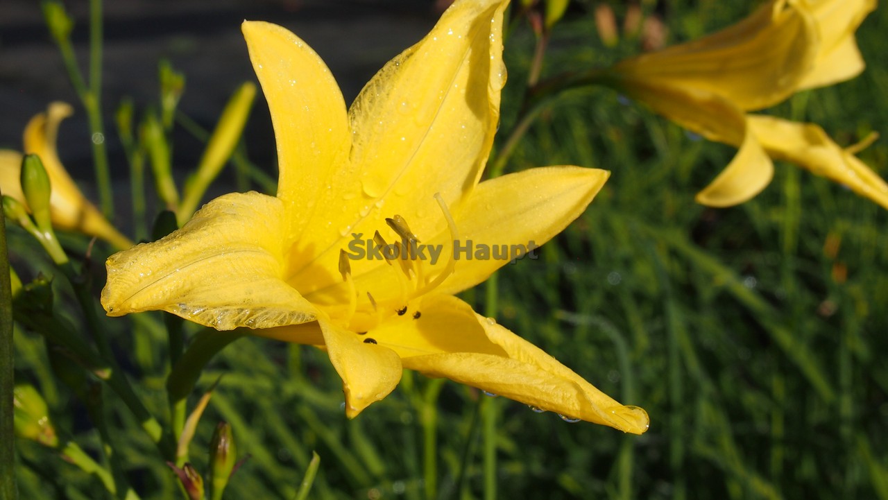 Hemerocallis citrina