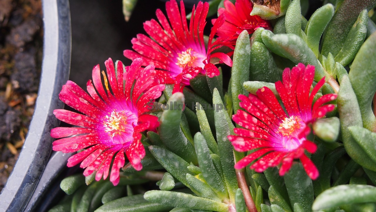 Delosperma ´Sunsella Red´