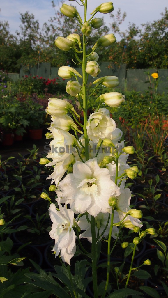 Delphinium M. F. ´Pure White´