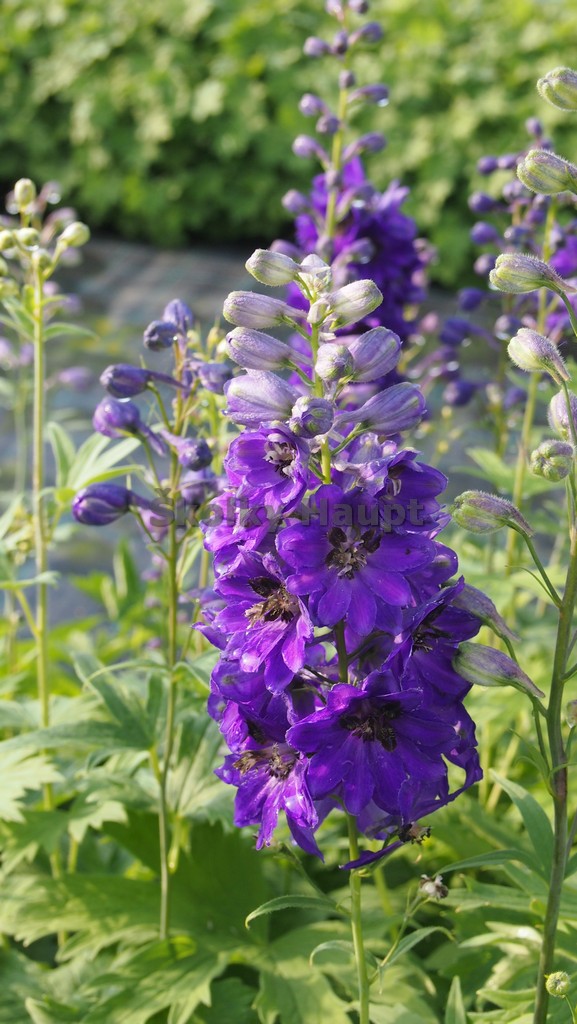 Delphinium ´Excalibur Dark Blue/Black Bee´