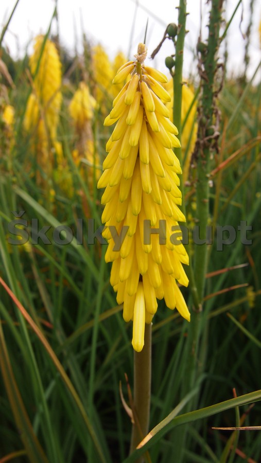 Kniphofia ´Poco Yellow®´