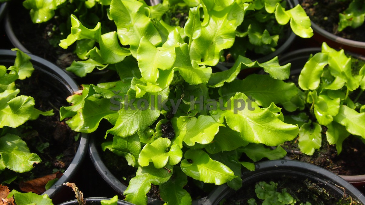 Asplenium scolopendrium ´Undulatum´