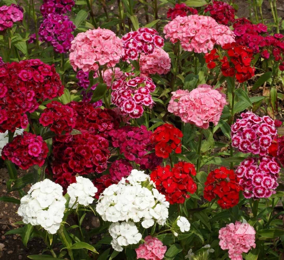 Dianthus barbatus ´Barbarini F1 Mix´