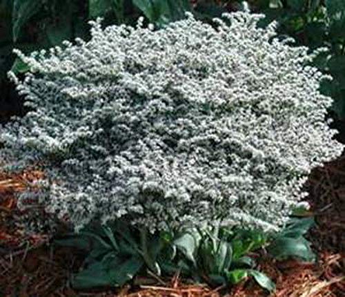 Limonium tataricum