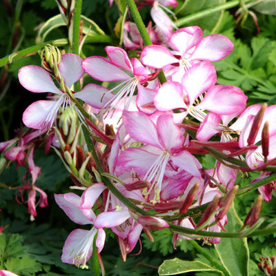 Gaura lindheimeri ´Freefolk Rosy´