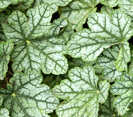 Heuchera ´Peppermint Spice´