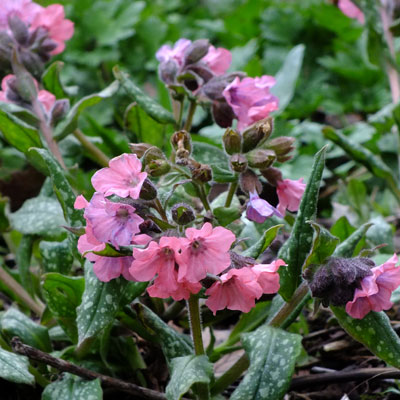 Pulmonaria ´Pink Haze´