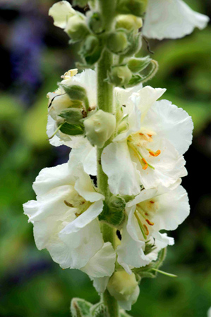 Verbascum phlomoides ´Spica´