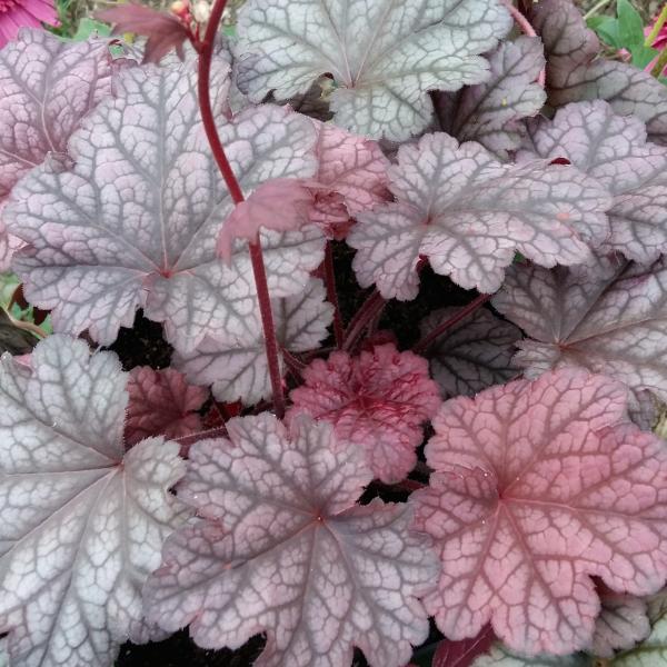 Heuchera ´World Caffe Shakerato´