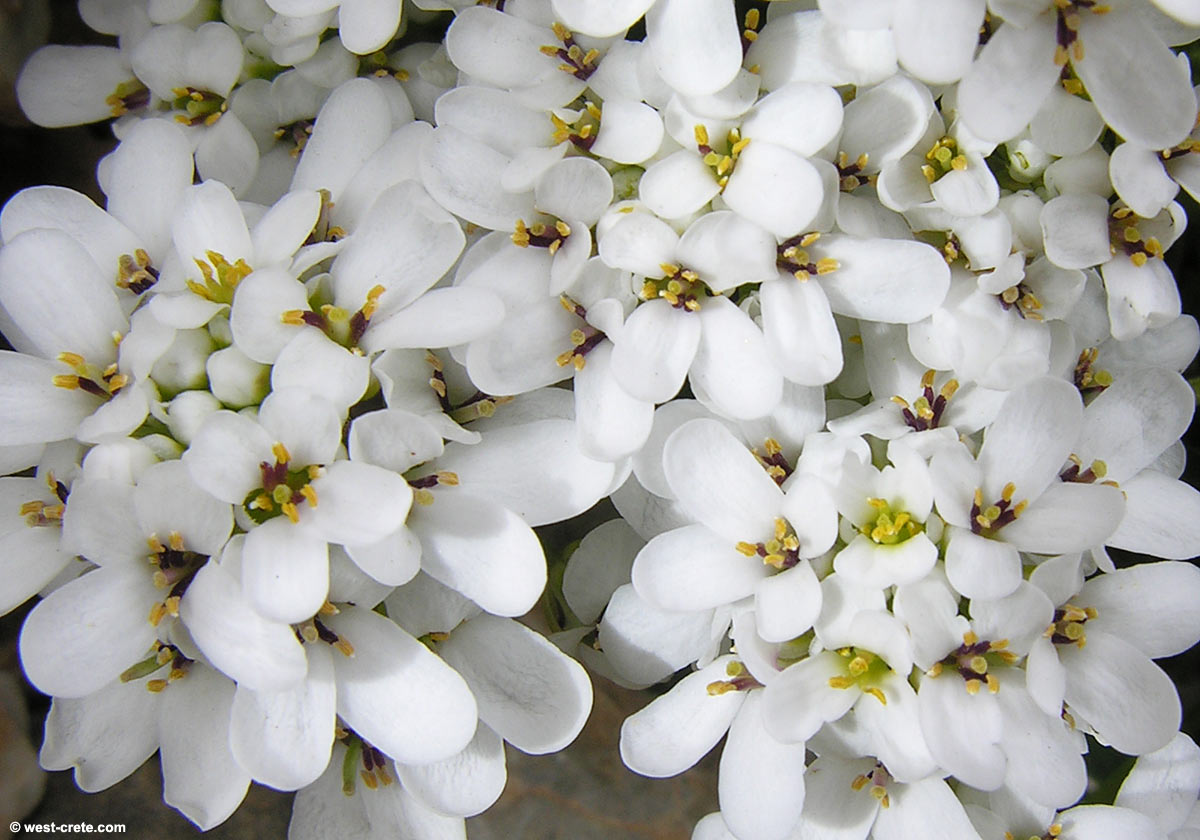 Iberis sempervirens ´ White Out´