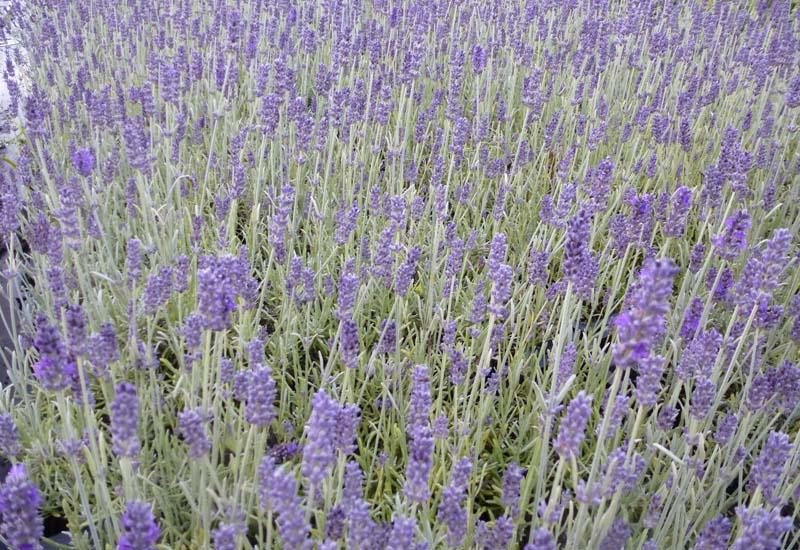 Lavandula x intermedia ´Provence´