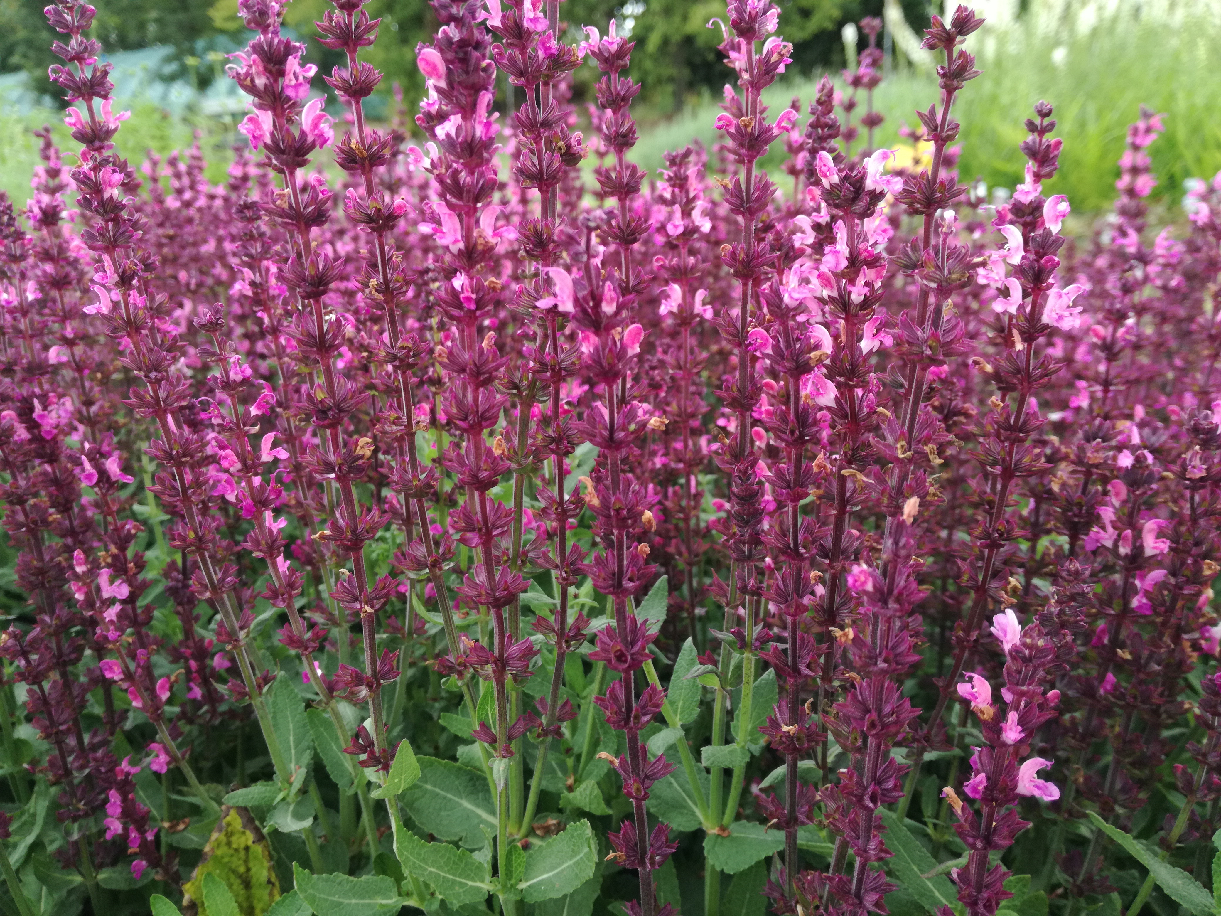 Salvia nemorosa ´New Dimension Rose´