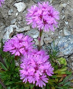 Lychnis alpina ´Lely´