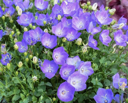 Campanula carpatica ´Carillon Blue´