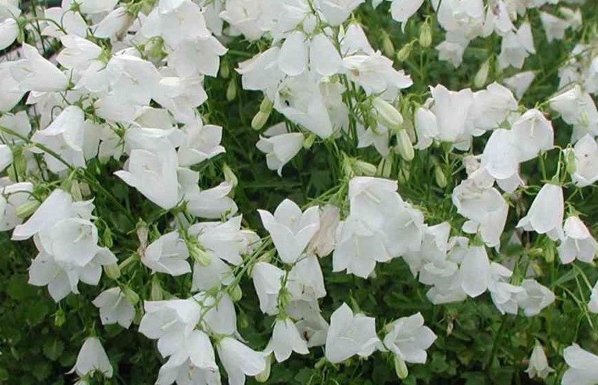 Campanula cochleariifolia ´Jingle White´