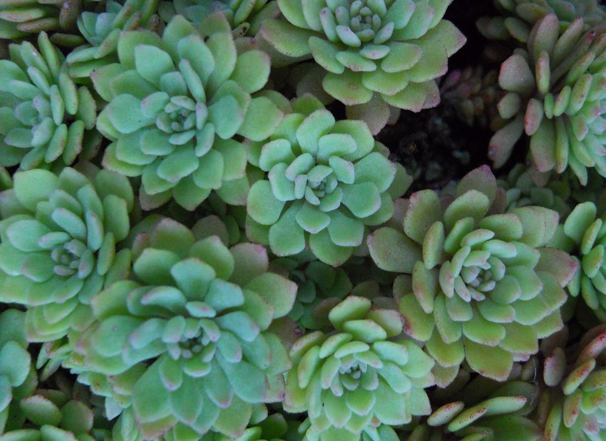 Sedum nevii ´ Silver Frost´