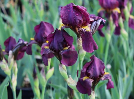 Iris ´Red Orchid´