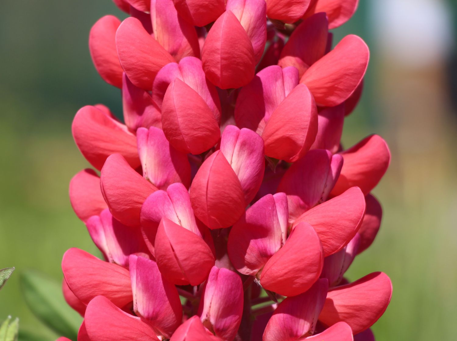 Lupinus ´Legendary Red Shades´