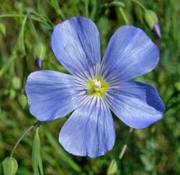 Linum austriacum