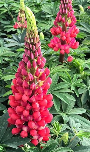 Lupinus ´Lupini Red Shades´