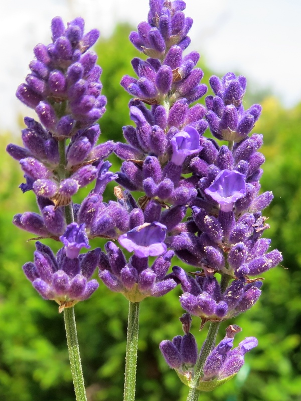 Lavandula angustifolia ´Aromatico Blue Compact´