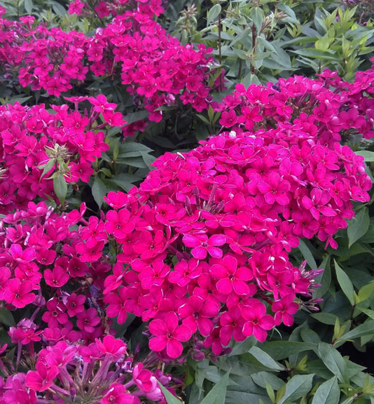 Phlox paniculata ´Early Cerise´