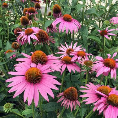 Echinacea purpurea ´Prairie Splendor Compact´