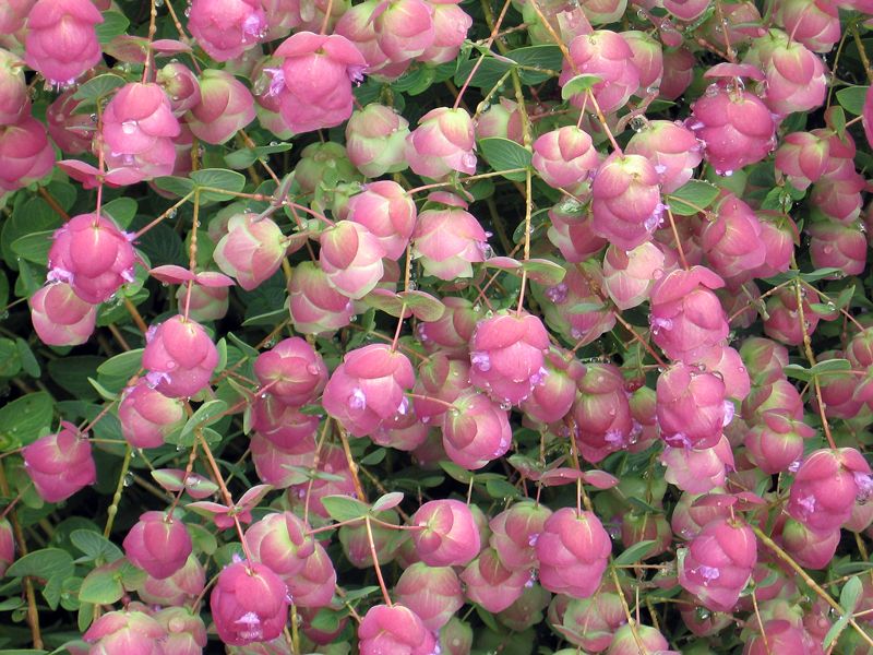 Origanum rotundifolium ´Ametyst Falls´