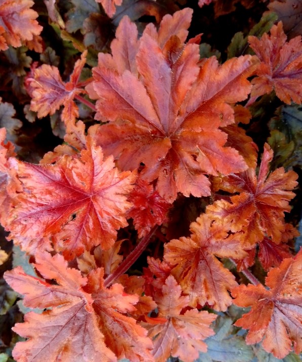 Heuchera ´Hopscoth´